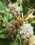 Cuscuta planiflora